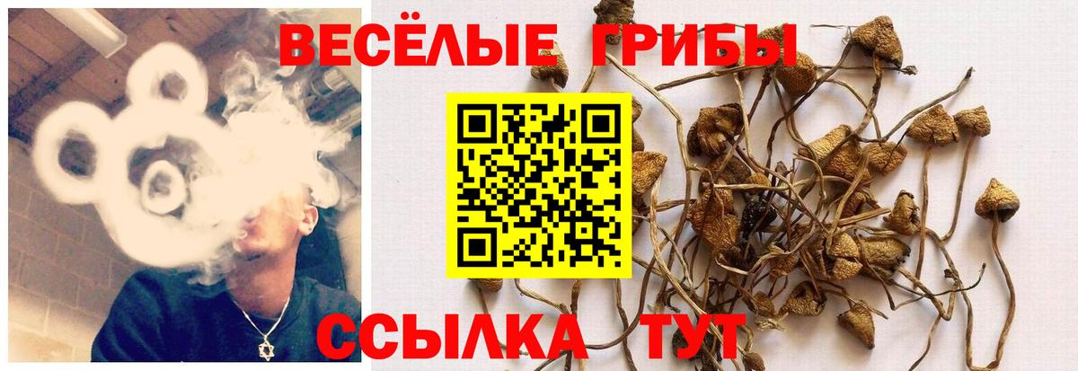 Галлюциногенные грибы прущие грибы Алексин